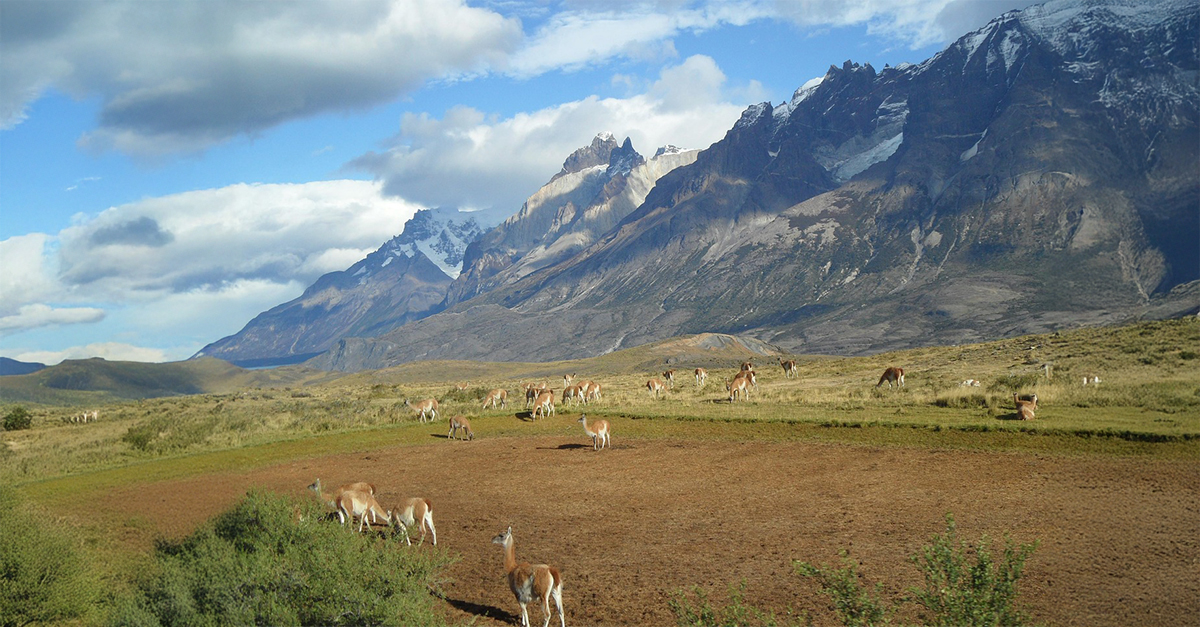 Patagonian Cuisine: A Wild And Delicious Heritage