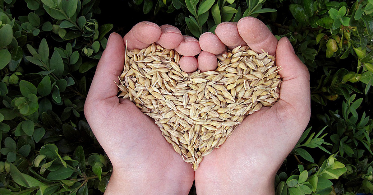 Ancient Grains: What Are They And Why Do They Matter?